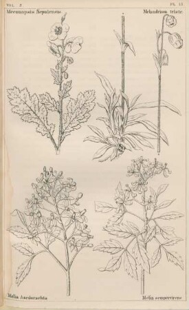 Vol. 2, Pl. 15