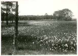 Oberlausitz, Deutschbaselitzer Teichgebiet, feuchte Wiese mit Wollgras
