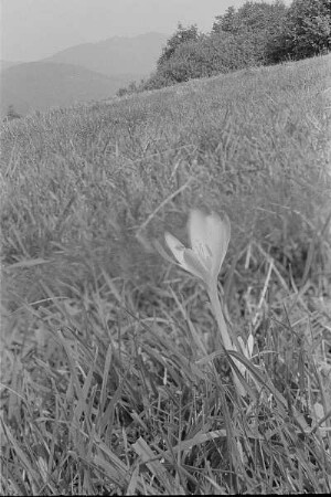 Čičmany. Akt-Pleinair 1980. Herbstzeitlose (Colchicum autumnale) auf einer Wiese