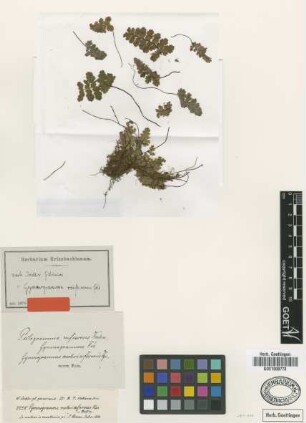 Gymnogramma mohriaeformis Kunze ex Mett.