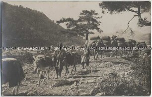 Kamelkarawane im Amanosgebirge