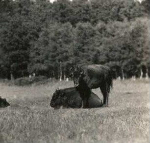 Wisent (Bison bonasus L.)