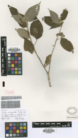 Croton sarcopetalus Müll.Arg. [isotype]