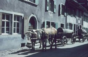 Schwarzwald. Ochsengespann in einer Gasse (in Staufen?)