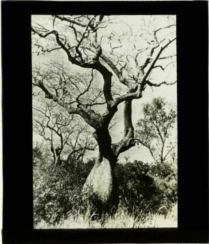 Ceiba speciosa