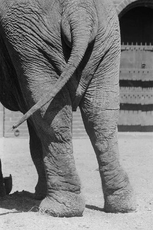 Elefant im Zoo
