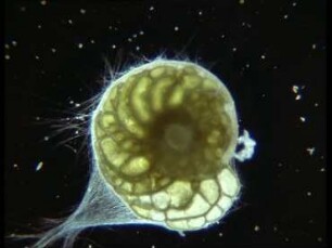 The Larger Foraminifer Heterostegina depressa - Organization and Growth of the Megalospheric Generation