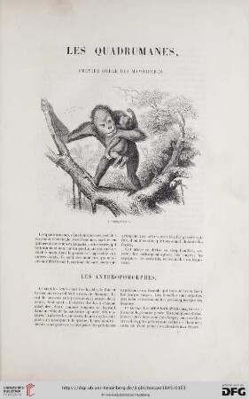 Les quadrumanes, premier ordre des mammifères