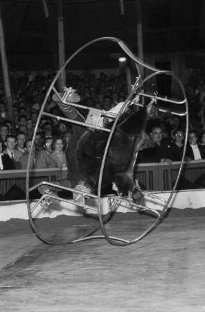 Ein festgeketteter Bär und sein Dompteur in einem sich drehenden Rad bei einem Auftritt vor Publikum in der Manege des Volkseigenen Circus Aeros