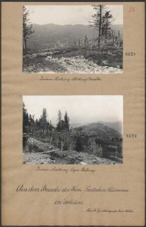 Zwinin: Südhang. Blick auf Dauxki
