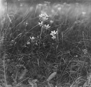 Moorsteinbrech : Moorsteinbrech (Saxifraga hiriculus Linnaeus).