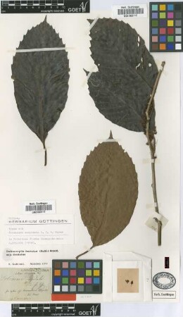 Tetracera cuspidata G.Mey. [type]