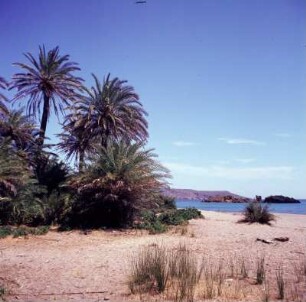 Palmenwald von Vai : Vai auf Kreta. Palmenbucht von Vai, Ostkreta. Kretische Dattelpalme (Phoenix theophrasti)