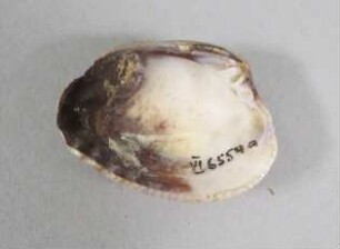 Muschelschale
