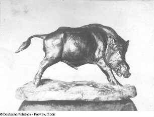 Springender Wildeber