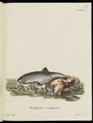 CCCXLI Delphinus ventricosus.