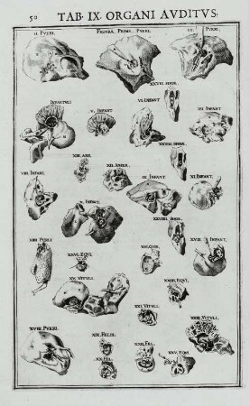 Organi Auditus, Tab. IX., pag. 50 : Organi Auditus, Tab. IX., pag. 50. Kupferstich; 36,4 x 24,7 cm. Aus: Julius Casserius: De vocis auditusque organis historia anatomica. Victorius Baldinus (Ferrare). 1600-1601