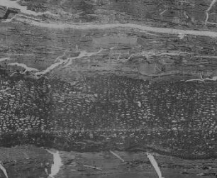 Kreidekohle (Jeffrey) : Geologie | Kohlengeologie | Das mikroskopische Bild der Kohle (Mikroskopische Kohlenpetrographie)