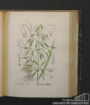 Gramineae. Avena sativa L. Gemeiner Hafer.