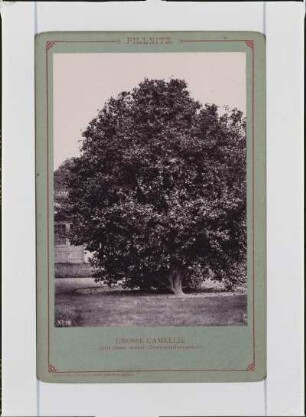 Kamelie (Camellia japonica)