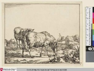 [Un mouton debout qui broute; Zwei stehende Schaf, links im Hintergrund Hütten]