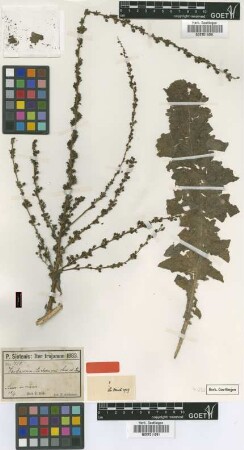 Verbascum aschersonii Boiss. & Sint. ex Murb. [syntype]