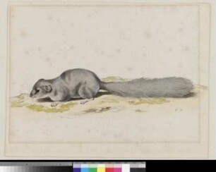 Siebenschläfer (Glis glis)