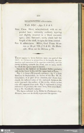 Belemnites abbreviatus. Tab. DXC.—figs. 2. 3. & 9