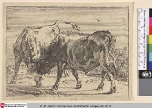 [Zwei kämpfende Ochsen; Two Oxen Fighting]