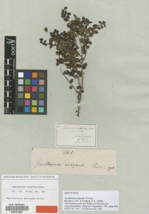 Gaultheria antipoda G.Forst. [type]