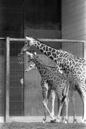 Giraffen im Karlsruher Zoo