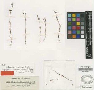 Hedyotis abyssinica Hochst. ex A.Rich. [syntype]