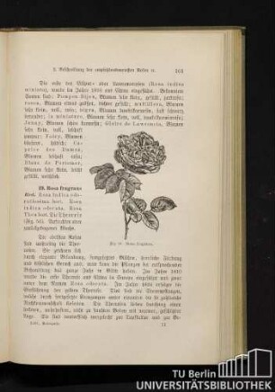 19. Rosa fragrans Red.