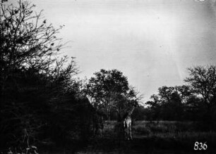 Giraffen : Giraffen in Savanne