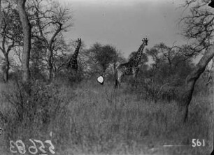 Giraffen : Giraffen in einer Savanne