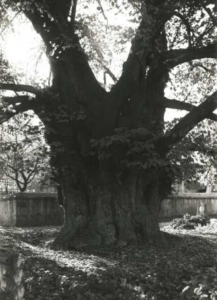 Naturschutz. Baumschutz. Alte Linde auf einem Friedhof, vermutlich Collm bei Oschatz