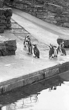Pinguine im Karlsruher Zoo.