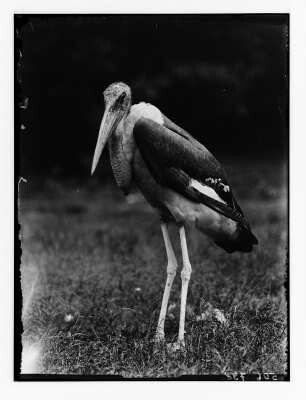 Marabu in einem Zoo (wahrscheinlich in Dresden)