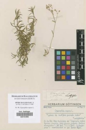 Gypsophila repens L.