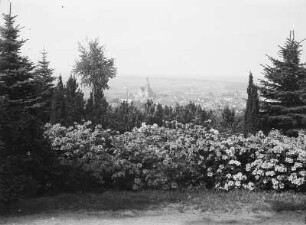 Kamenz, Stadtansicht : Kamenz. Blick vom Rhododendrongarten am Hutberg über die Stadt mit Marienkirche