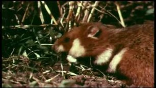 Cricetus cricetus (Muridae) - Eintragen von Nahrung und Nistmaterial