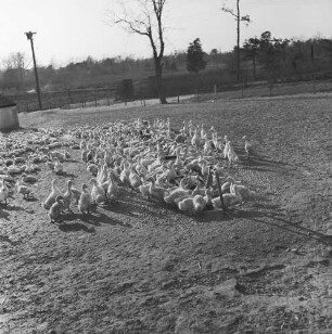 Long Island, Geflügelfarm, Enten