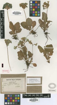 Primula elatior Hill. subvar. Griseb. & Schrenk carpatica[type]