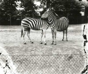Chapman-Zebras, "Straußenwiese" (1932) am Straußenhaus am Weg zum Planetarium : Leipzig. Zoologischer Garten. Chapman-Zebras