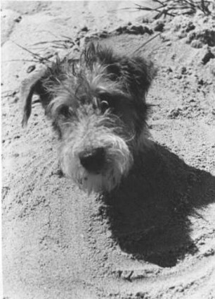 Der Hund des Fotografen "Strupsi" am Strand. Gegen zu viel Sonne ist er etwas eingegraben. Aufgenommen 1938
