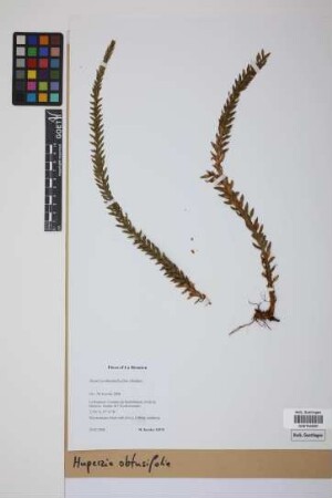 Phlegmariurus obtusifolius (P. Beauv.) comb. ined.
