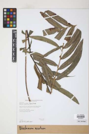 Blechnum acutum (Desv.) Mett.
