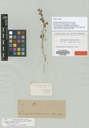 Chenopodium triandrum G.Forst. [type]
