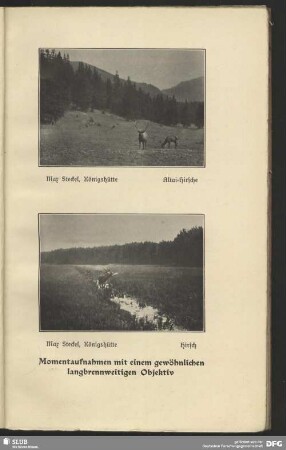 Altai-Hirsche