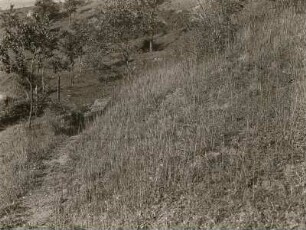 Spreetal unterhalb Bautzen. Bartgras (Bothriochloa ischaemum (L.)